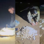 Operação apreende mais de 500 ovos de tartaruga e 480 kg de pescado no Rio Araguaia