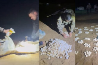 Operação apreende mais de 500 ovos de tartaruga e 480 kg de pescado no Rio Araguaia