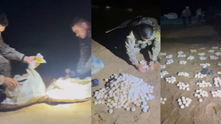 Operação apreende mais de 500 ovos de tartaruga e 480 kg de pescado no Rio Araguaia