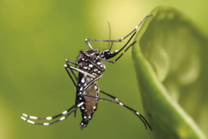 Vírus da chikungunya pode deixar sequelas em crianças e adolescentes, aponta pesquisa