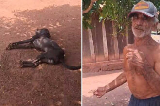 Vira-lata é morto com tiro de espingarda e causa indignação no norte do Tocantins